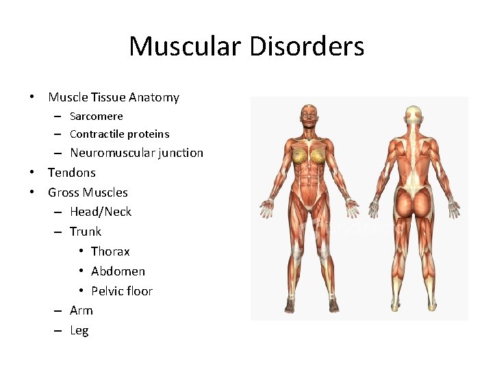 Muscular Disorders • Muscle Tissue Anatomy – Sarcomere – Contractile proteins – Neuromuscular junction