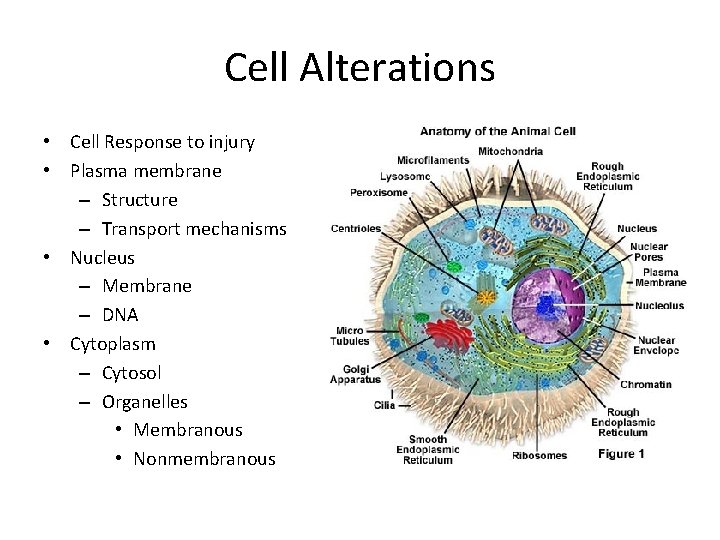Cell Alterations • Cell Response to injury • Plasma membrane – Structure – Transport