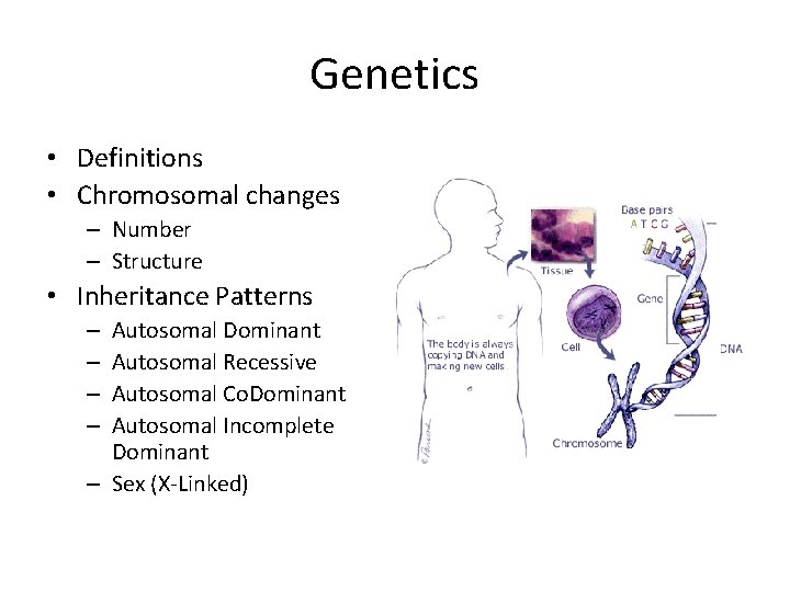Genetics • Definitions • Chromosomal changes – Number – Structure • Inheritance Patterns Autosomal