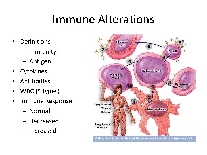 Immune Alterations • Definitions – Immunity – Antigen • Cytokines • Antibodies • WBC