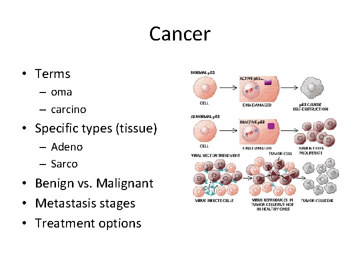 Cancer • Terms – oma – carcino • Specific types (tissue) – Adeno –