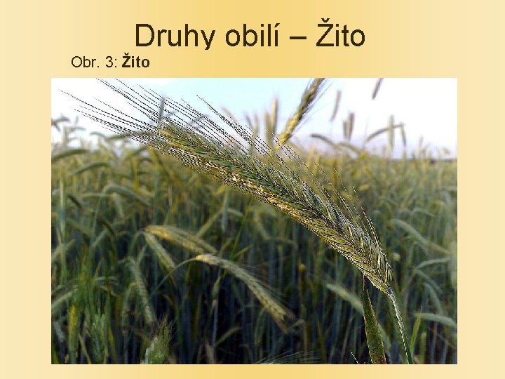 Druhy obilí – Žito Obr. 3: Žito 