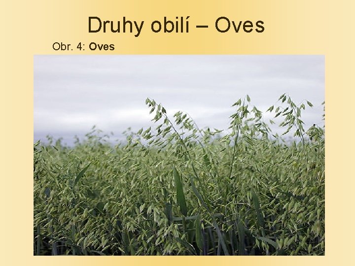 Druhy obilí – Oves Obr. 4: Oves 