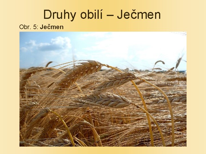 Druhy obilí – Ječmen Obr. 5: Ječmen 