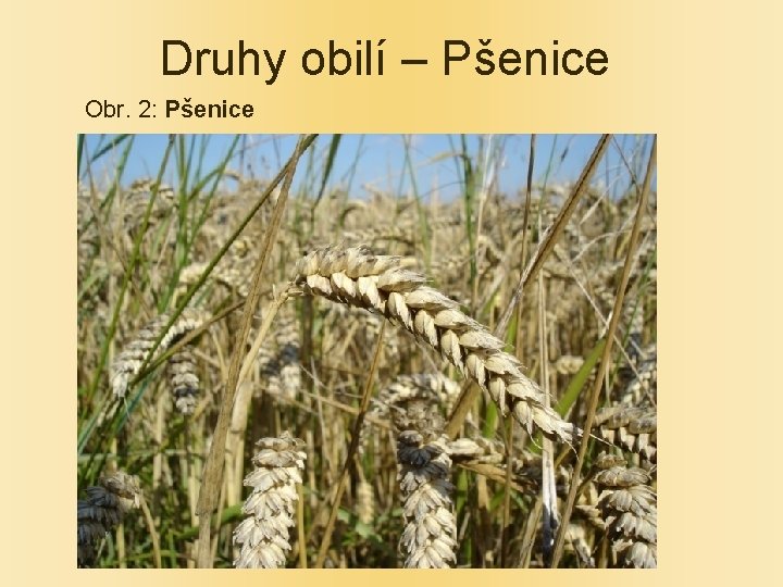 Druhy obilí – Pšenice Obr. 2: Pšenice 