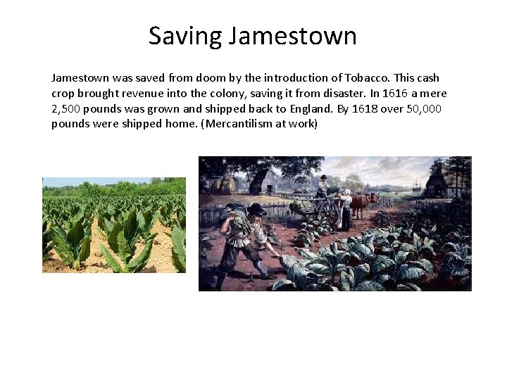 Saving Jamestown was saved from doom by the introduction of Tobacco. This cash crop