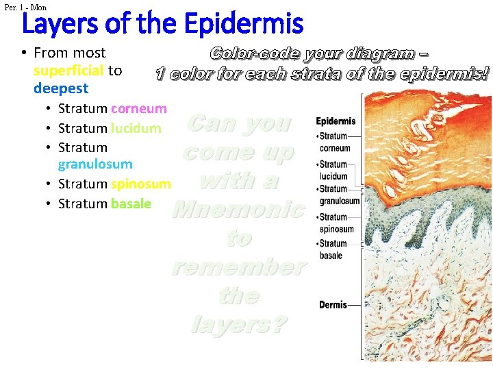 Per. 1 - Mon Layers of the Epidermis • From most superficial to deepest