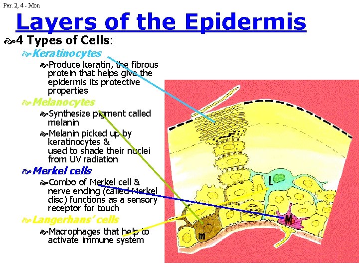 Per. 2, 4 - Mon Layers of the Epidermis 4 Types of Cells: Keratinocytes