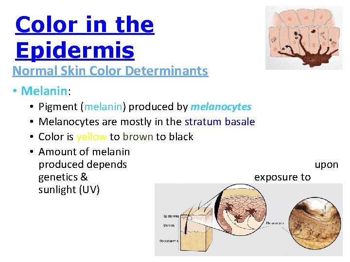 Color in the Epidermis Normal Skin Color Determinants • Melanin: • • Pigment (melanin)