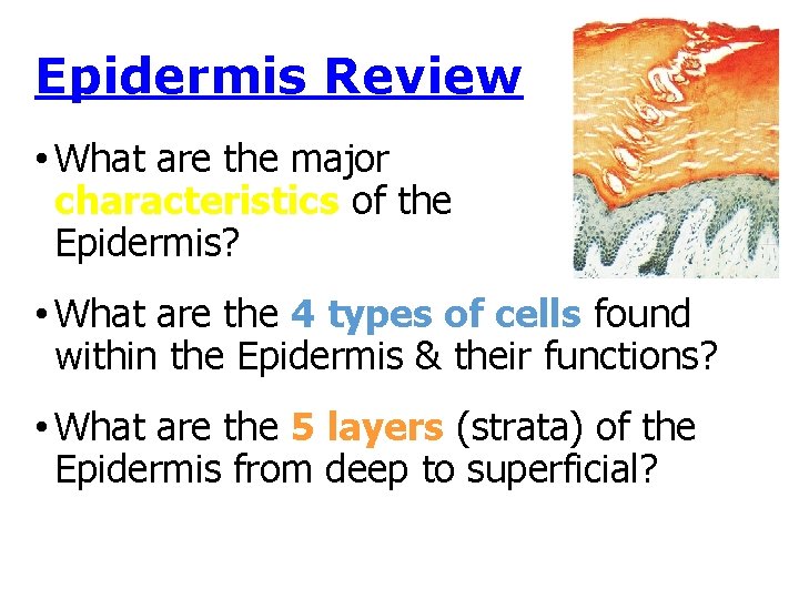 Epidermis Review • What are the major characteristics of the Epidermis? • What are