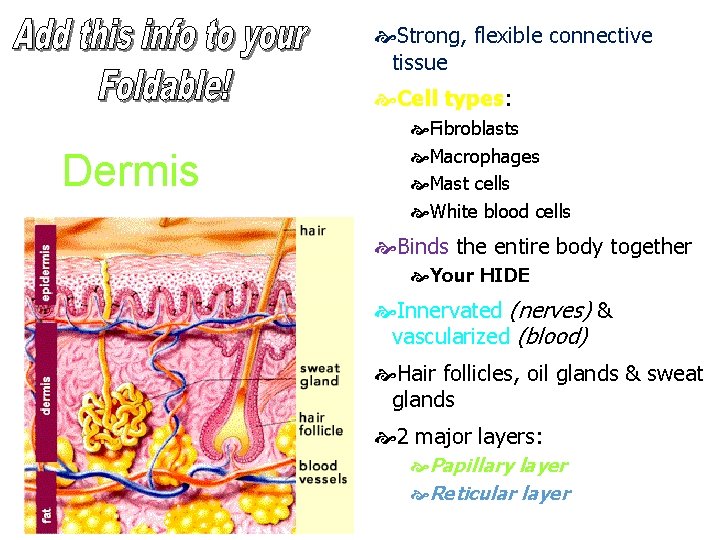  Strong, flexible connective tissue Cell types: Dermis Fibroblasts Macrophages Mast cells White blood