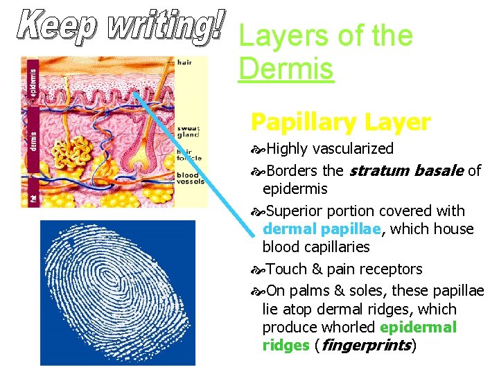Layers of the Dermis Papillary Layer Highly vascularized Borders the stratum basale of epidermis