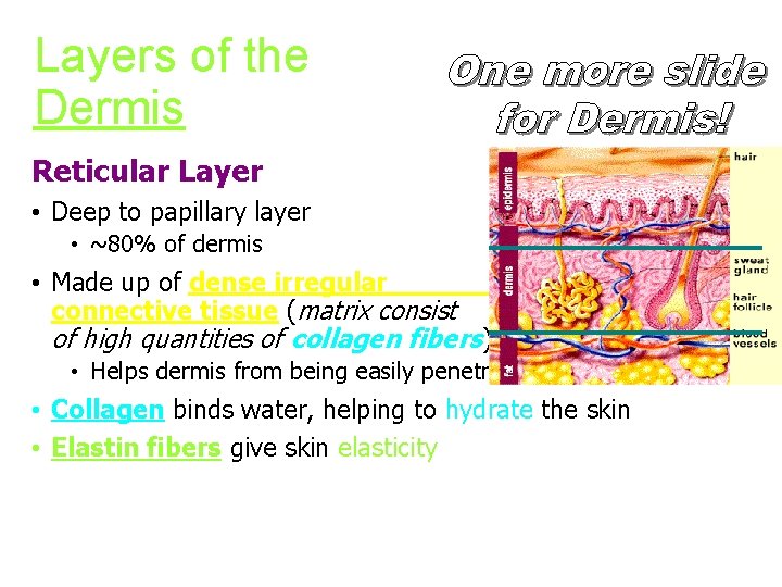 Layers of the Dermis Reticular Layer • Deep to papillary layer • ~80% of