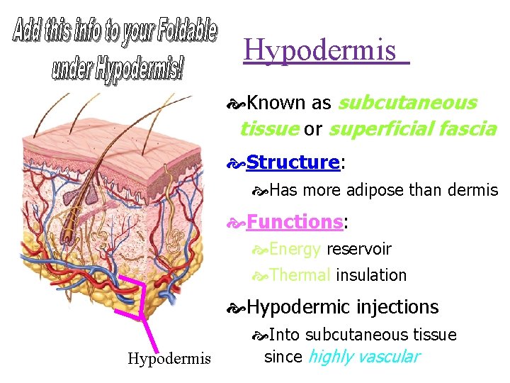Hypodermis Known as subcutaneous tissue or superficial fascia Structure: Has more adipose than dermis