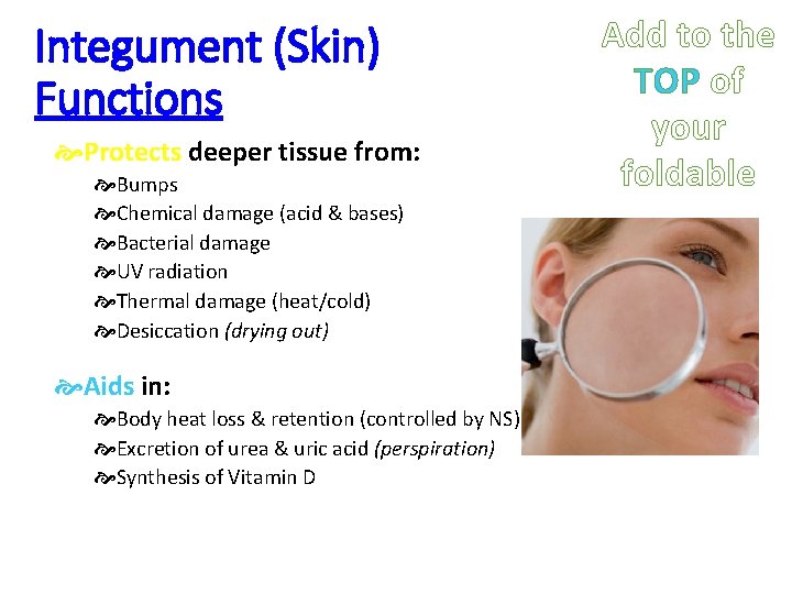 Integument (Skin) Functions Protects deeper tissue from: Bumps Chemical damage (acid & bases) Bacterial