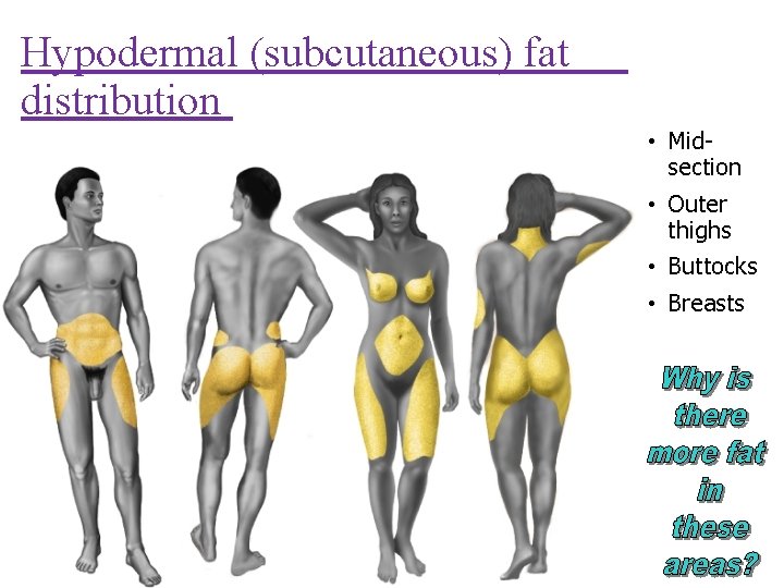 Hypodermal (subcutaneous) fat distribution • Midsection • Outer thighs • Buttocks • Breasts 