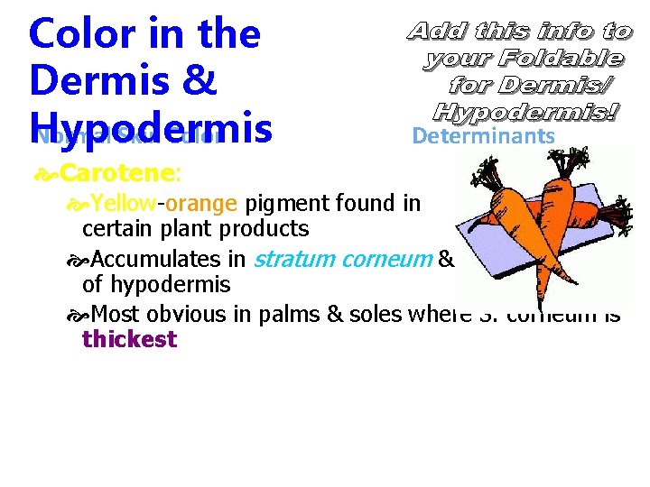 Color in the Dermis & Hypodermis Normal Skin Color Determinants Carotene: Yellow-orange pigment found