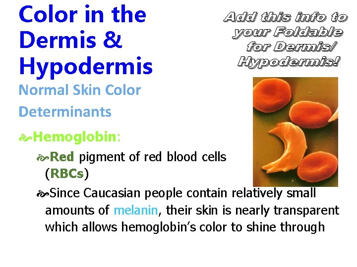 Color in the Dermis & Hypodermis Normal Skin Color Determinants Hemoglobin: Red pigment of