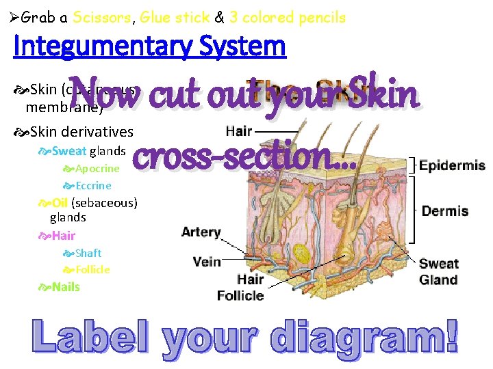 ØGrab a Scissors, Glue stick & 3 colored pencils Integumentary System Now cut out
