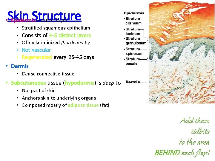 Skin Structure • Epidermis—outer layer • • • Stratified squamous epithelium Consists of 4