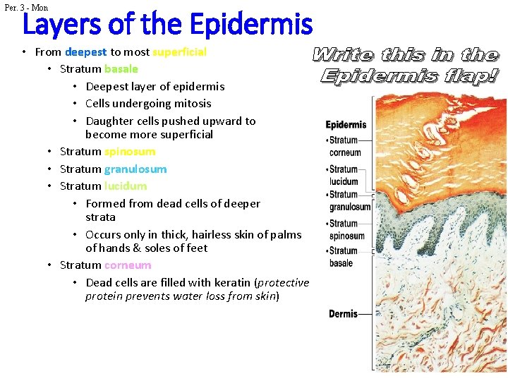 Per. 3 - Mon Layers of the Epidermis • From deepest to most superficial