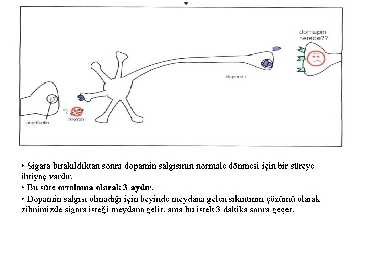  • Sigara bırakıldıktan sonra dopamin salgısının normale dönmesi için bir süreye ihtiyaç vardır.