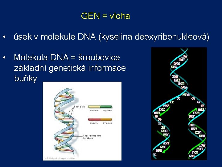  GEN = vloha • úsek v molekule DNA (kyselina deoxyribonukleová) • Molekula DNA