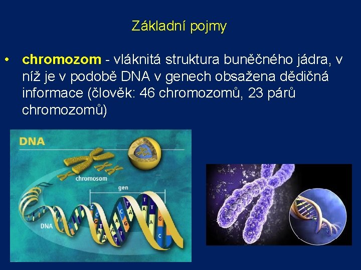  Základní pojmy • chromozom - vláknitá struktura buněčného jádra, v níž je v