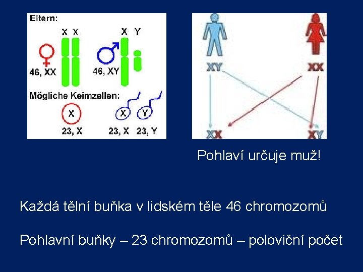  Pohlaví určuje muž! Každá tělní buňka v lidském těle 46 chromozomů Pohlavní buňky