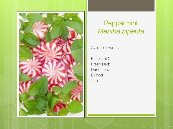 Peppermint Mentha piperita Available Forms Essential Oil Fresh Herb Dried herb Extract Tea 