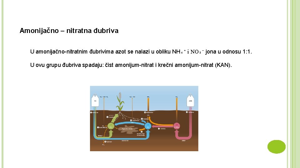 Amonijačno – nitratna đubriva U amonijačno-nitratnim đubrivima azot se nalazi u obliku NH₄⁺ i