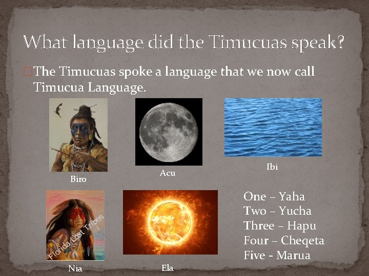 What language did the Timucuas speak? �The Timucuas spoke a language that we now