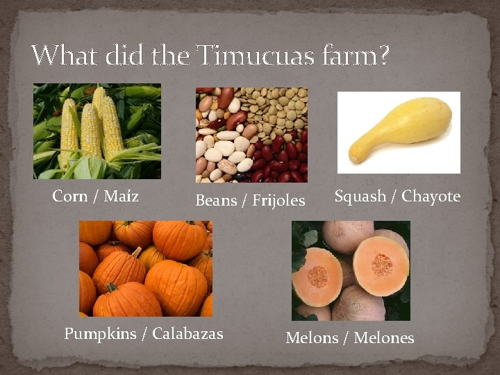 What did the Timucuas farm? Corn / Maíz Beans / Frijoles Pumpkins / Calabazas