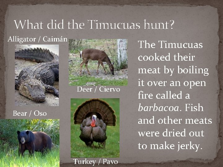What did the Timucuas hunt? Alligator / Caimán Deer / Ciervo Bear / Oso