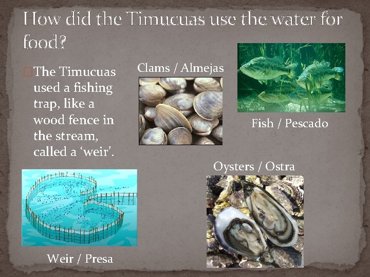 How did the Timucuas use the water food? �The Timucuas used a fishing trap,