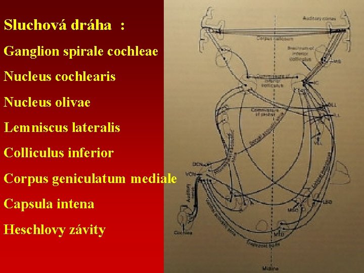 Sluchová dráha : Ganglion spirale cochleae Nucleus cochlearis Nucleus olivae Lemniscus lateralis Colliculus inferior