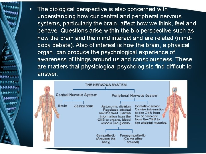  • The biological perspective is also concerned with understanding how our central and