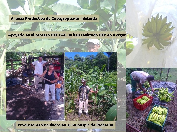 Alianza Productiva de Cooagropuerto iniciando Apoyado en el proceso GEF CAF, se han realizado