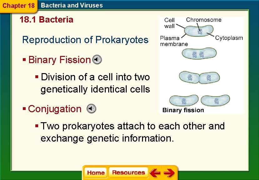 Chapter 18 Bacteria and Viruses 18. 1 Bacteria Reproduction of Prokaryotes § Binary Fission