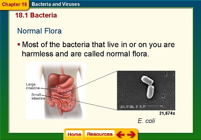 Chapter 18 Bacteria and Viruses 18. 1 Bacteria Normal Flora § Most of the