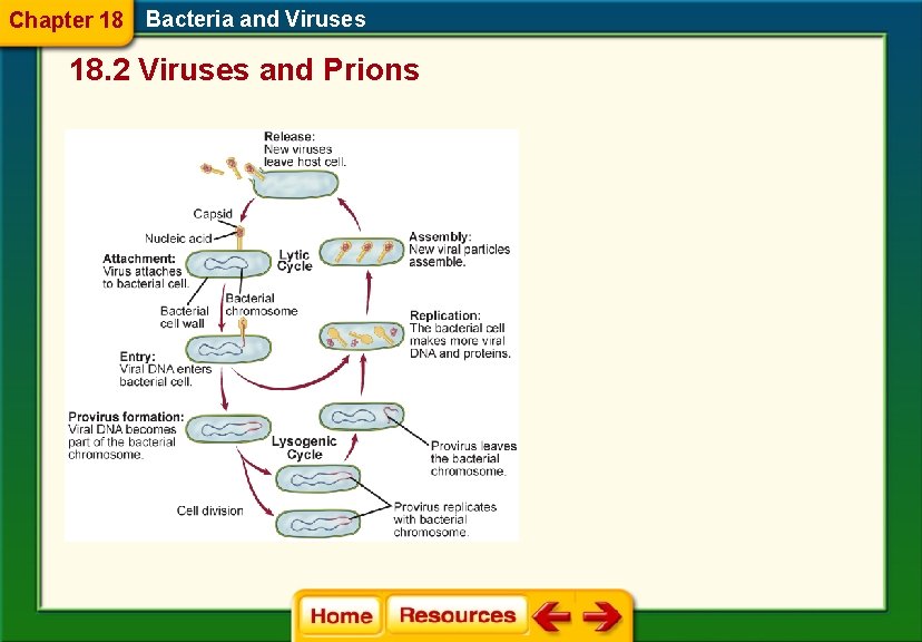Chapter 18 Bacteria and Viruses 18. 2 Viruses and Prions 