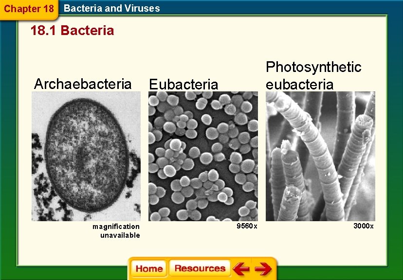 Chapter 18 Bacteria and Viruses 18. 1 Bacteria Archaebacteria magnification unavailable Photosynthetic eubacteria Eubacteria