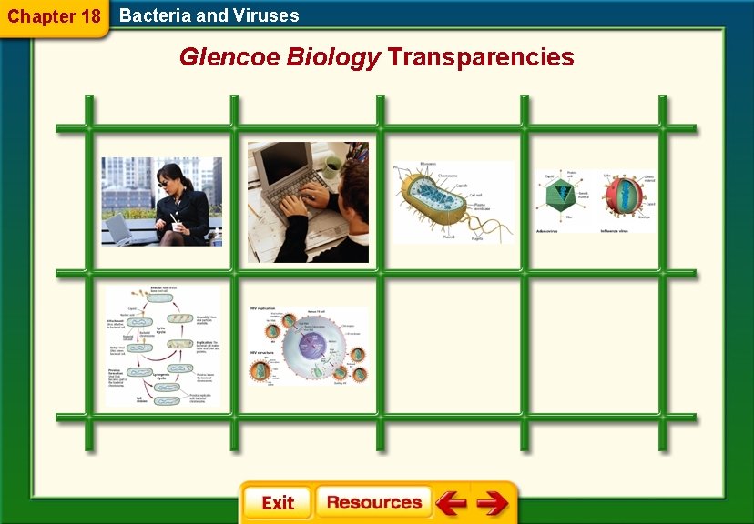 Chapter 18 Bacteria and Viruses Glencoe Biology Transparencies 