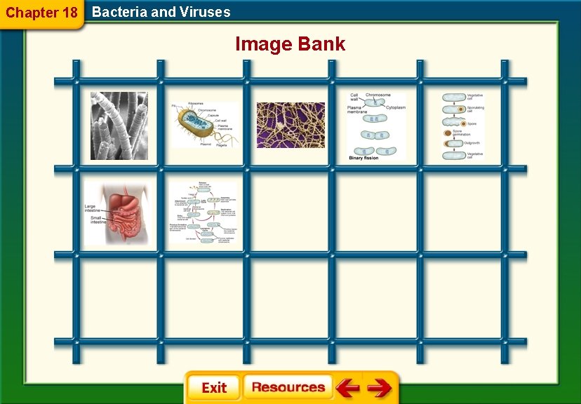 Chapter 18 Bacteria and Viruses Image Bank 