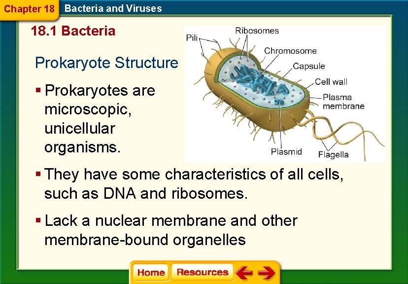 Chapter 18 Bacteria and Viruses 18. 1 Bacteria Prokaryote Structure § Prokaryotes are microscopic,