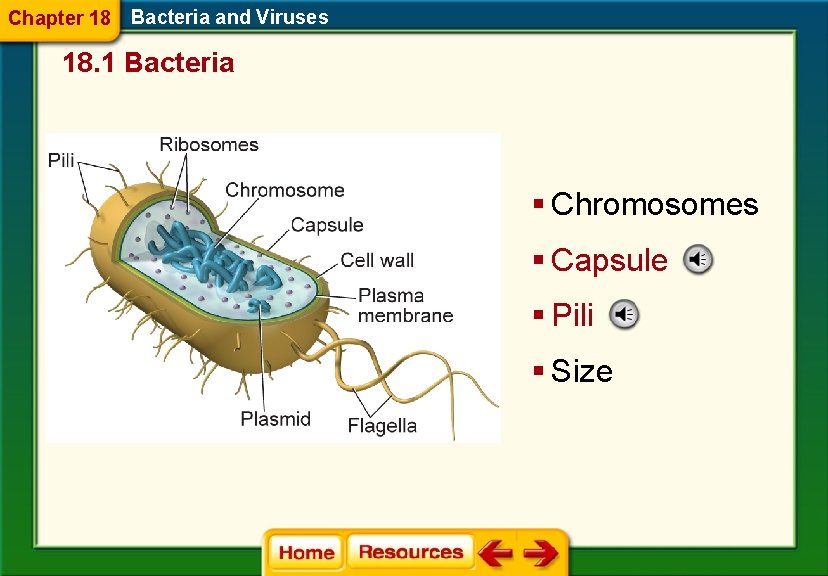 Chapter 18 Bacteria and Viruses 18. 1 Bacteria § Chromosomes § Capsule § Pili