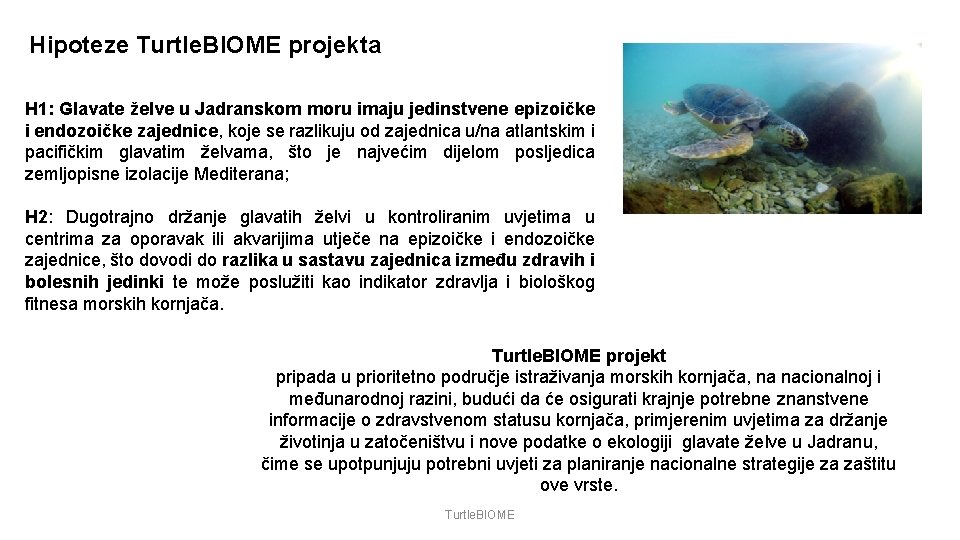 Hipoteze Turtle. BIOME projekta H 1: Glavate želve u Jadranskom moru imaju jedinstvene epizoičke