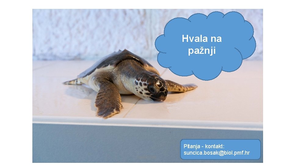 Hvala na pažnji Turtle. BIOME Pitanja - kontakt: suncica. bosak@biol. pmf. hr 