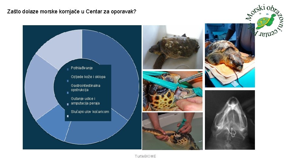Zašto dolaze morske kornjače u Centar za oporavak? Pothlađivanje Ozljede kože i oklopa Gastrointestinalna