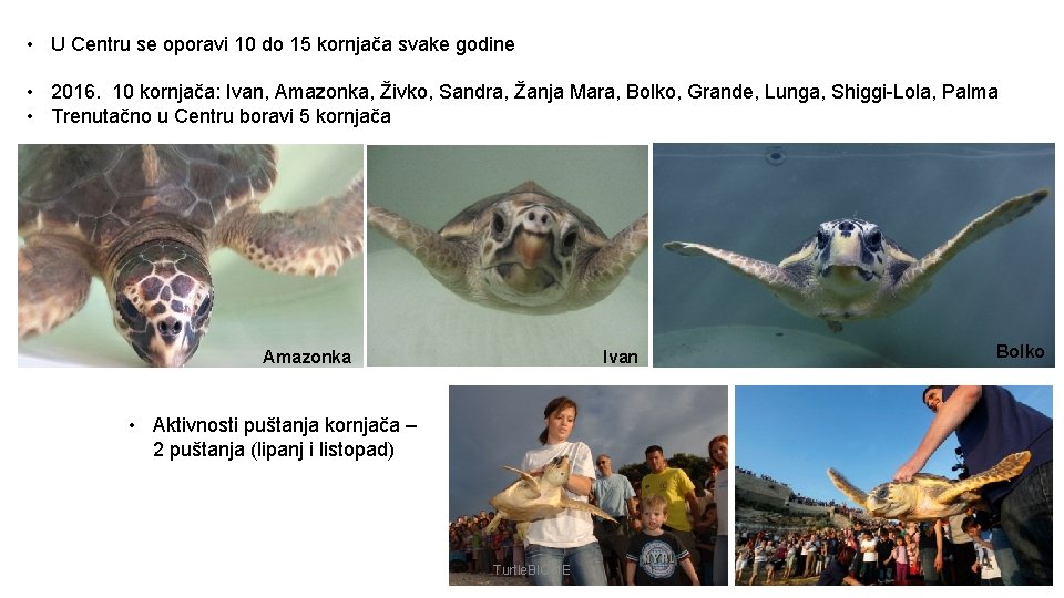  • U Centru se oporavi 10 do 15 kornjača svake godine • 2016.